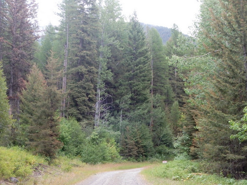 GDMBR: Southbound on NF-4370 (heading toward Richmond Peak, MT).